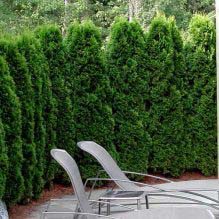 Arborvitae, Emerald Green