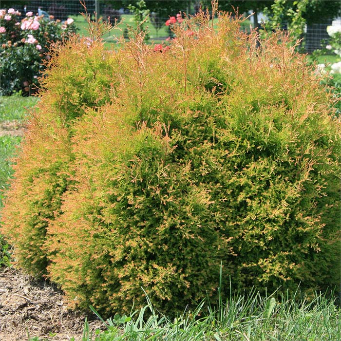 Arborvitae, Fire Chief