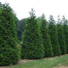 Arborvitae, Green Giant