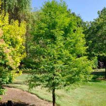 Bald Cypress