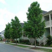 Bald Cypress