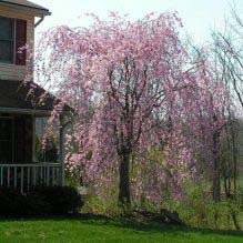 Cherry, Double Weeping Flowering