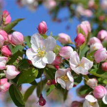 Crabapple, Sugar Tyme