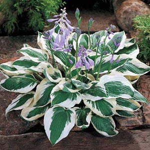 Hosta, Patriot