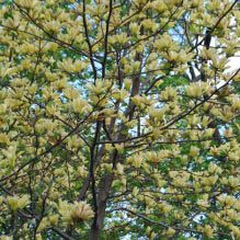 Magnolia, Butterflies