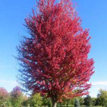 Maple, Autumn Blaze