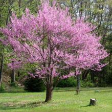 Redbud, Eastern