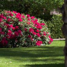 Rhododendron, Nova Zembla