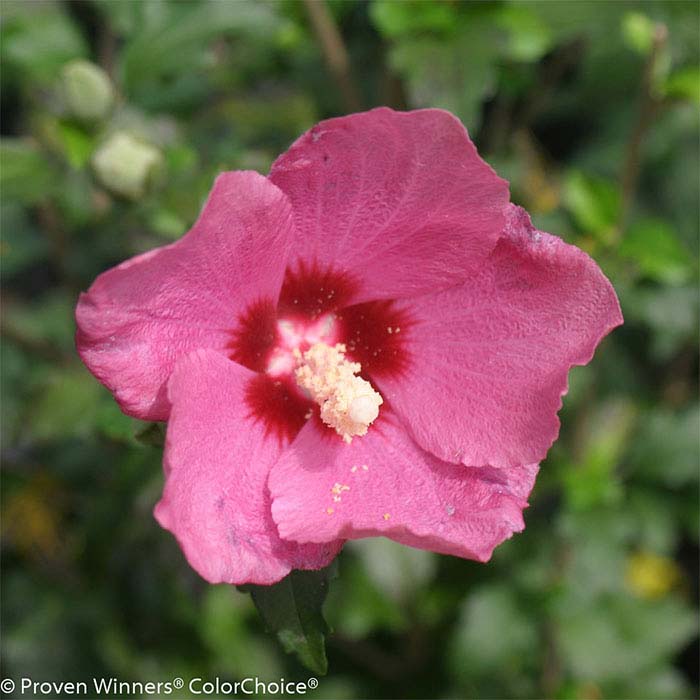 Rose of Sharon, Lil' Kim