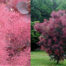 Smoke Bush, Royal Purple