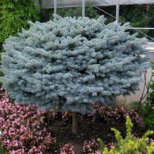 Spruce, Globe Blue 'Std'