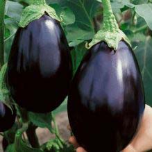 Eggplant, Black Beauty