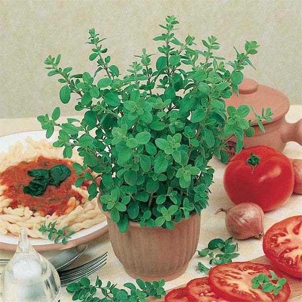 Oregano, Italian