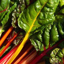 Swiss Chard, Bright Lights