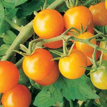 Tomato, Sun Gold