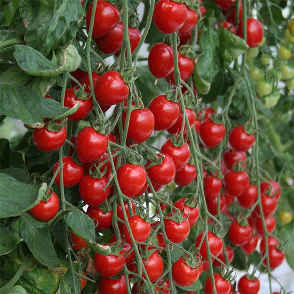 Tomato, Tomatoberry Garden