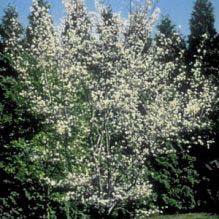 Serviceberry, Autumn Brillance